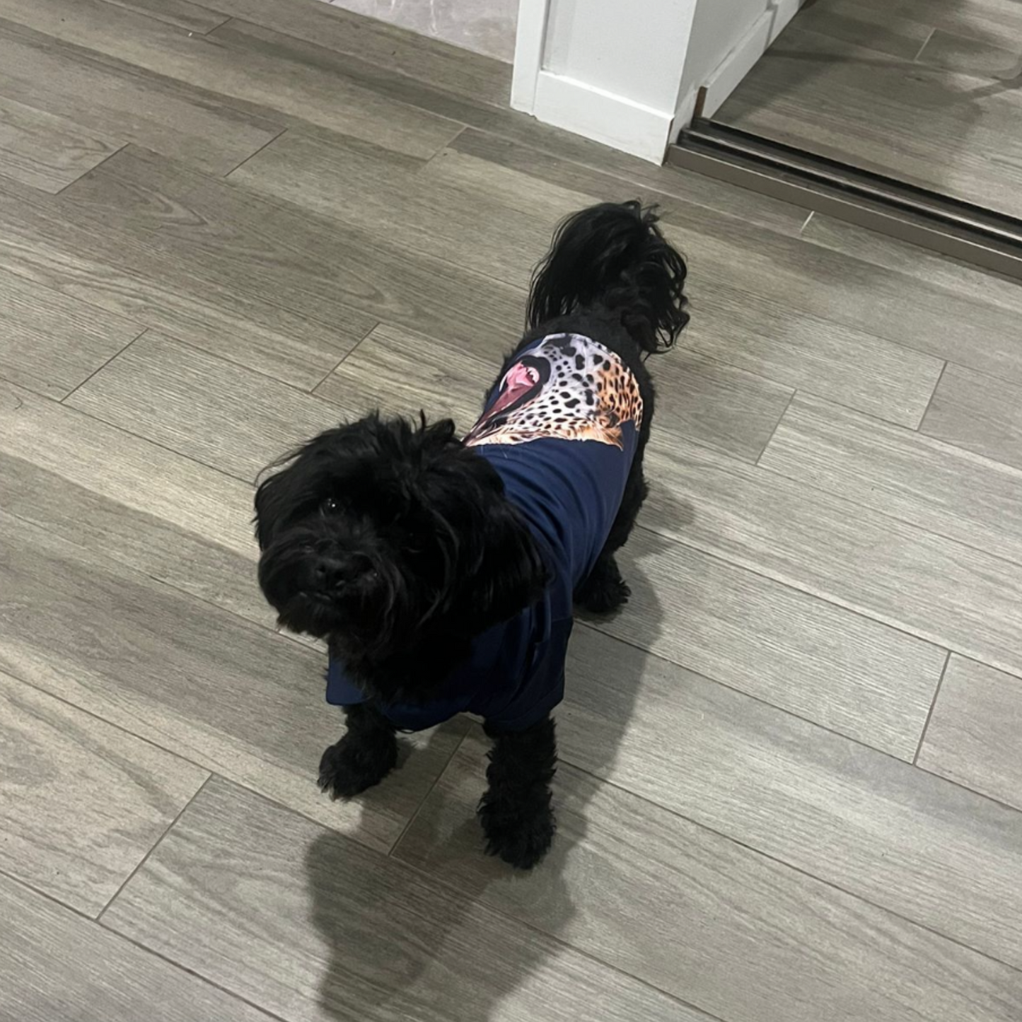 Wild - Pup