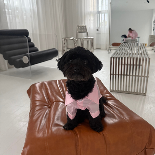 Flamingo - Pup