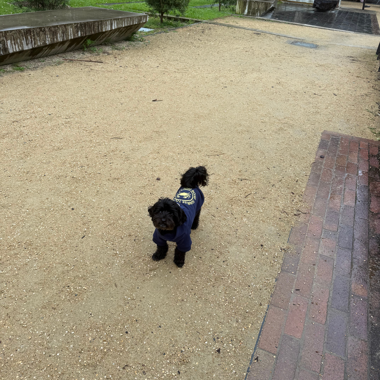 Crabby Pup Hoodie