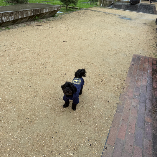 Crabby Pup Hoodie